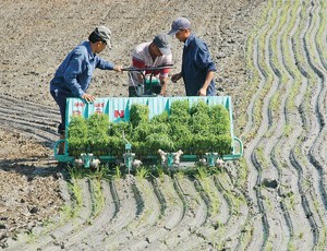 Bảo hiểm vi mô: không thể nóng vội