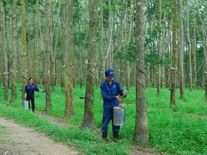 Yêu cầu Tập đoàn cao su thoái vốn ở 46 công ty ngoài ngành