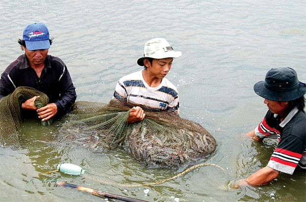 Bảo hiểm nông nghiệp cũng phát sinh dấu hiệu trục lợi