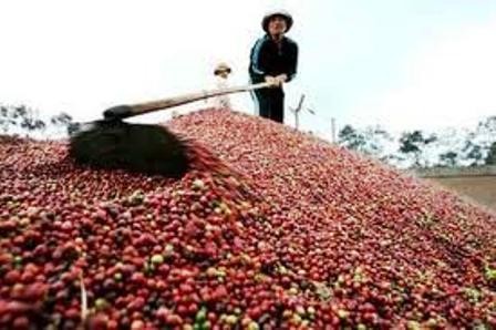 Mùa cà phê rớt giá năm 2001 là bài học cay đắng cho hệ thống ngân hàng khu vực Tây Nguyên. (Ảnh: Internet)