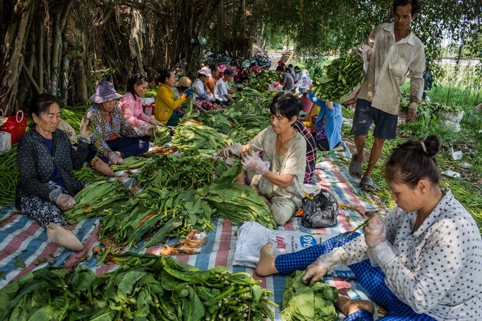 Cánh đồng thuốc lào lớn nhất Sài Gòn vào mùa thu hoạch