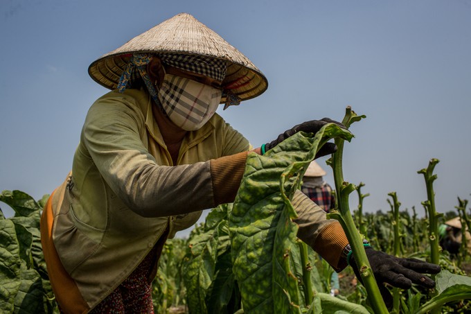 Cánh đồng thuốc lào lớn nhất Sài Gòn vào mùa thu hoạch