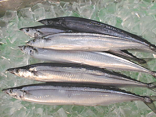 ảnh 1
