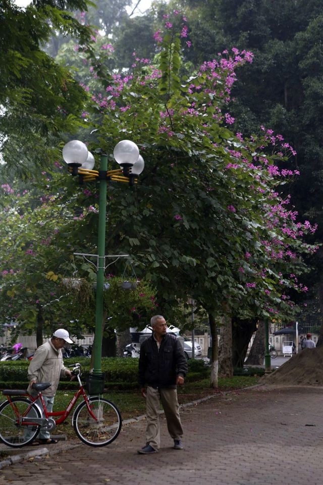 ảnh 10