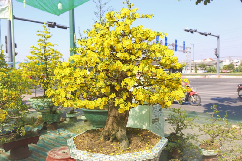 ảnh 5