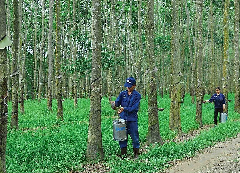 Cao su Tây Ninh hiện đang quản lý khoảng 6.000 ha cao su