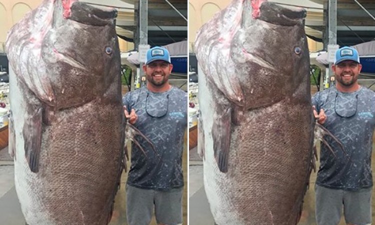 Cá mú già nặng gần 160 kg cắn câu
