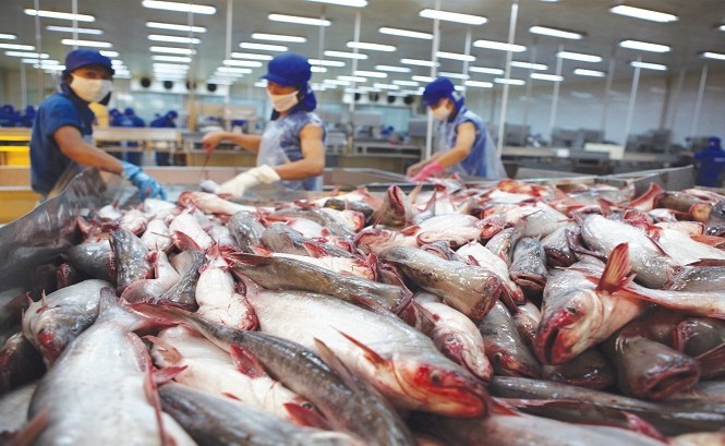 Tình hình dịch bệnh đang ảnh hưởng tới hoạt động giao thương thủy sản, nhưng đó cũng là cơ hội tốt cho các doanh nghiệp gia tăng xuất khẩu trong bối cảnh tiêu thụ thủy sản (trong đó cá tra) đang tăng rất mạnh tại Mỹ.