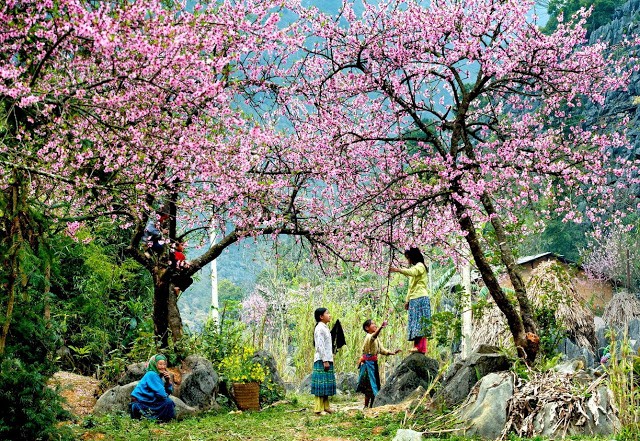 di tim diem ngam hoa mua xuan dep nhat viet nam - 1 Đi tìm điểm ngắm hoa mùa xuân đẹp nhất Việt Nam - 1