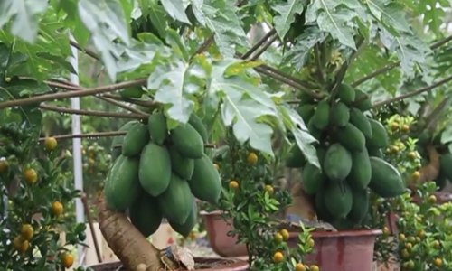 ảnh 2