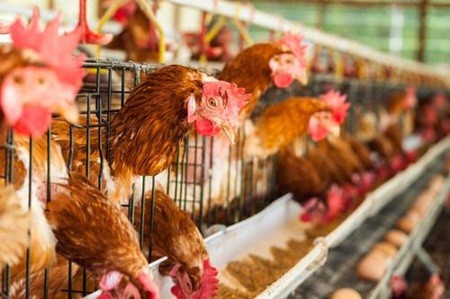 Đã xuất hiện cúm gia cầm gây ra bởi virus H5N1 tại một trang trại ở thành phố Thiệu Dương, Hồ Nam (Trung Quốc).