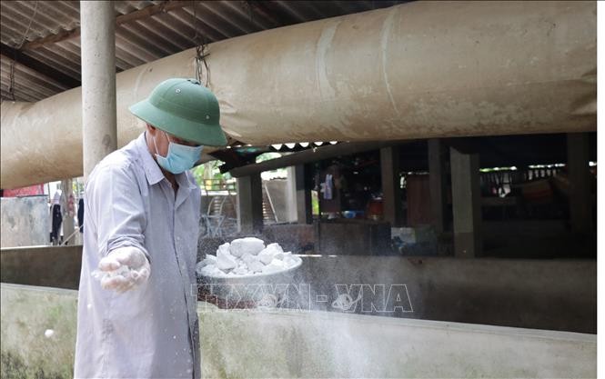 Người dân chủ động phun xịt thuốc sát trùng, rãi vôi vệ sinh chuồng trại để ngăn chặn dịch lở mồm long móng lây lan tại Bến Tre. Ảnh: Huỳnh Phúc Hậu/TTXVN