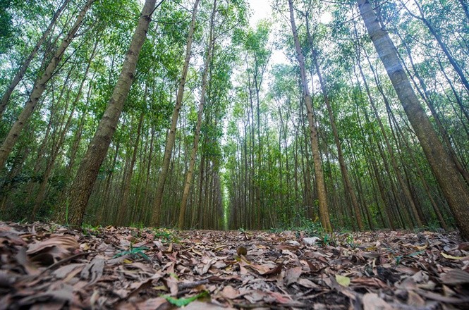 Đóng cửa rừng tự nhiên để đảm bảo phát triển bền vững