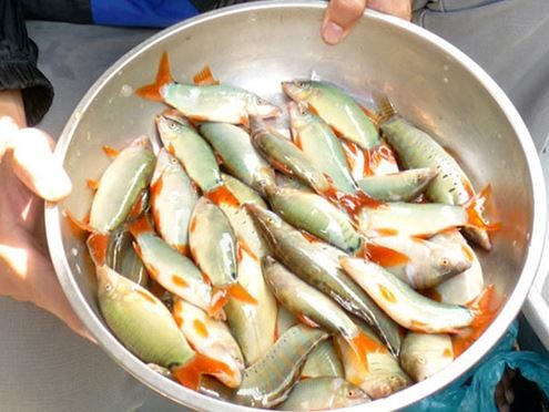 Một kg cá heo khoảng 30 con.