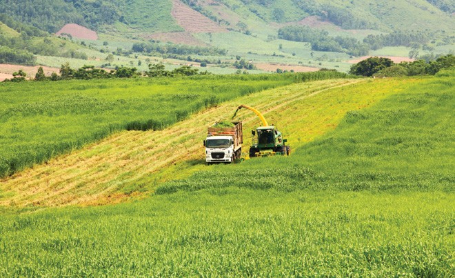 Cánh đồng nguyên liệu trù phú tại trang trại TH (Nghĩa Đàn, Nghệ An)