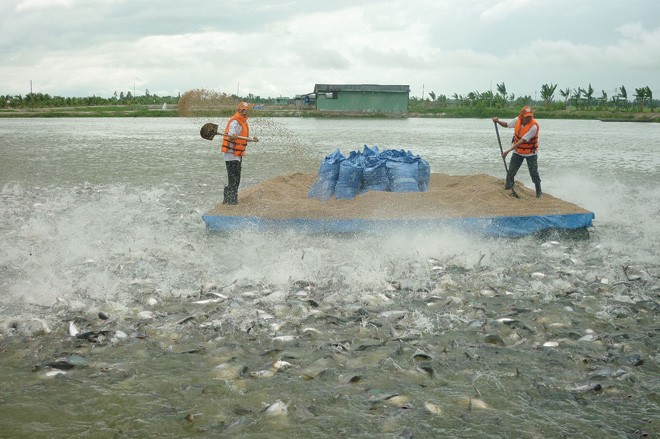 701,8 tỷ đồng bồi thường, bảo hiểm nông nghiệp lỗ nặng