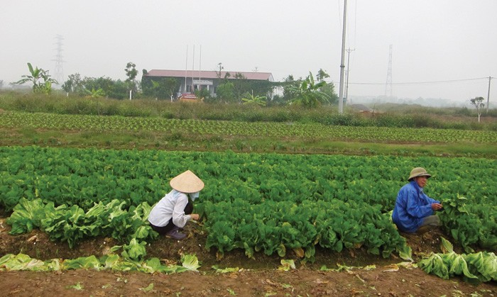 Mê Linh là địa bàn có nhiều dự án hoang của Hà Nội, trong đó, có nhiều chủ đầu tư, cơ quan chức năng không thể liên hệ được