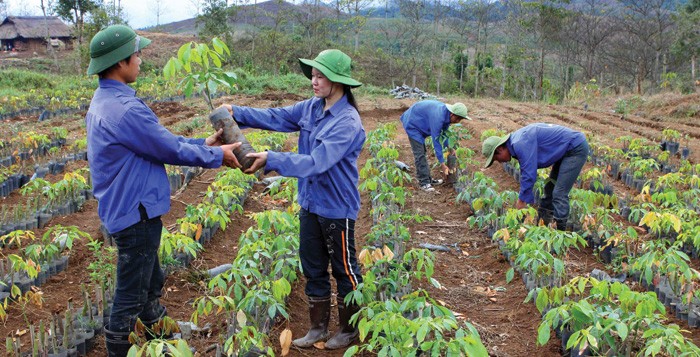 Nếu ưu tiên cho công nghiệp chế biến gỗ, thì phải có ràng buộc về việc trồng lại rừng 