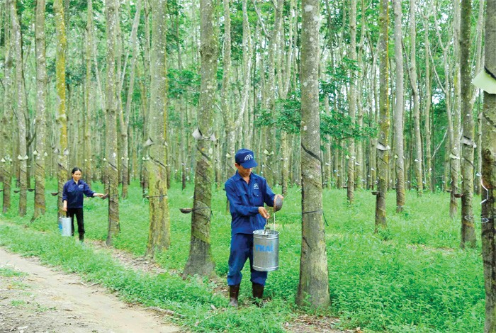 6 tháng đầu năm, DN ngành cao su giảm  mạnh lợi nhuận do diễn biến bất lợi của thị trường mủ cao su