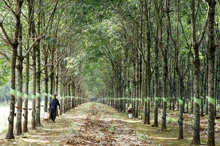 Theo Điều lệ hiện tại của Tập đoàn quy định ngành nghề kinh doanh chính là Trồng, chế biến và kinh doanh cao su.