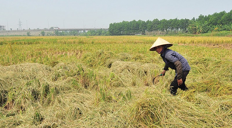 Mối nguy bẫy thu nhập trung bình đang hiện hữu