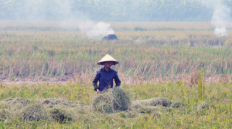 Các hộ nông dân tham gia vào chuỗi liên kết không còn phải vất vả đi tìm đầu ra cho sản phẩm