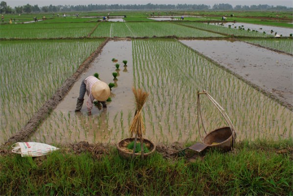 Việc miễn thuế sử dụng đất nông nghiệp được đánh giá là sẽ khuyến khích tổ chức, hộ gia đình, cá nhân đầu tư vào nông nghiệp, nông thôn; khuyến khích phát triển kinh tế trang trại; góp phần chuyển dịch cơ cấu nông nghiệp, nông thôn theo hướng công nghiệp hóa.