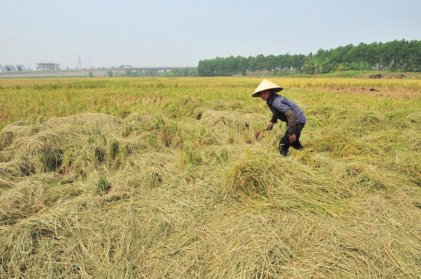 Nông dân và doanh nghiệp cần nguồn vốn vay kịp thời, linh hoạt, phù hợp với chu kỳ sản xuất - kinh doanh 