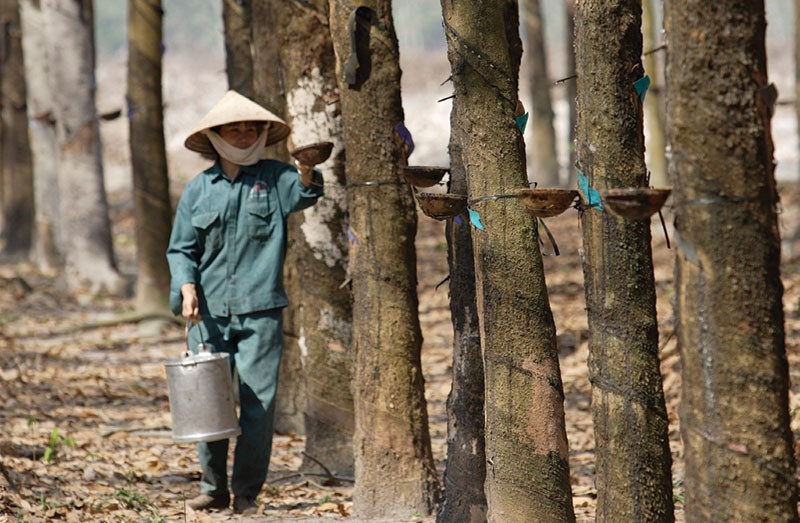 Dù tăng mạnh trong thời gian gần đây, nhưng giá cổ phiếu cao su vẫn còn nhiều rủi ro lớn phải đối mặt