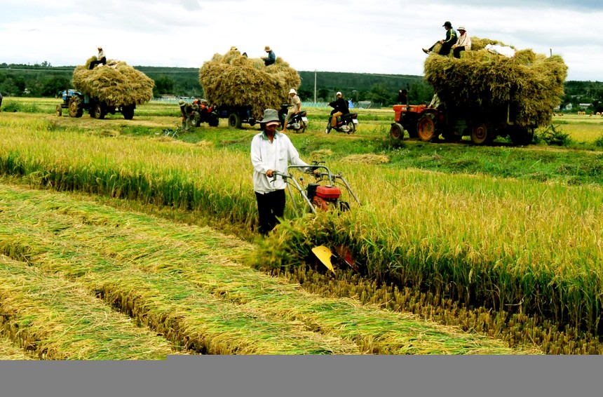 Khởi nghiệp nông nghiệp: Vì sao loay hoay?