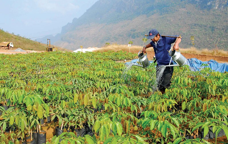 Tập đoàn Công nghiệp Cao su Việt Nam sẽ sớm cổ phần hóa công ty mẹ