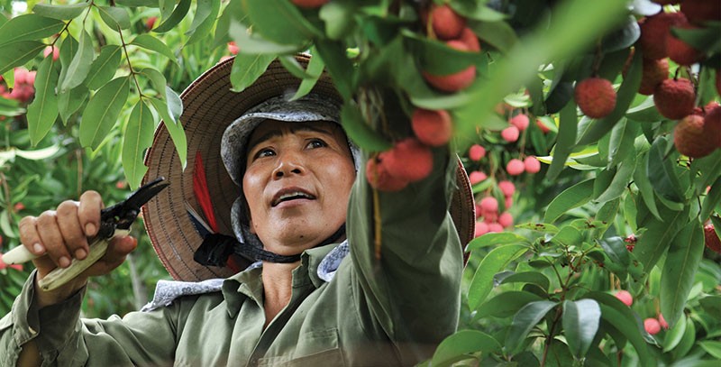 Bảo hiểm nông nghiệp, vẫn còn nhiều khó khăn để mở rộng