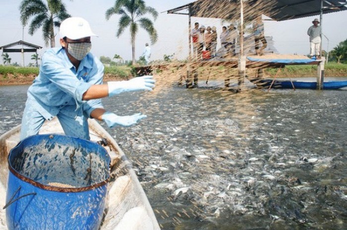 “Vua” cá tra Hùng Vương “xanh mặt“ vì lỗ, vẫn theo đuổi dự án nuôi heo 