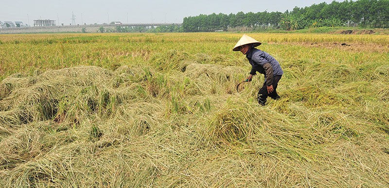 Nhiều đề xuất hoàn thiện nghị định về bảo hiểm nông nghiệp