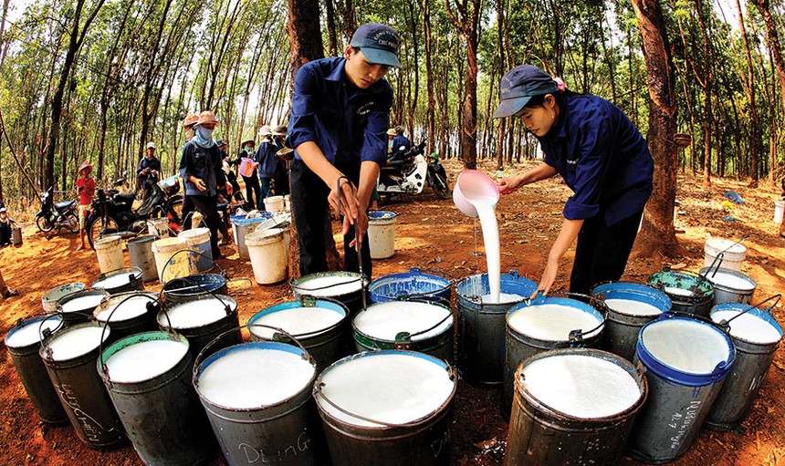 Kế hoạch doanh thu và lợi nhuận cao mà GVR đề ra phụ thuộc nhiều vào mặt bằng giá cao su trong thời gian tới