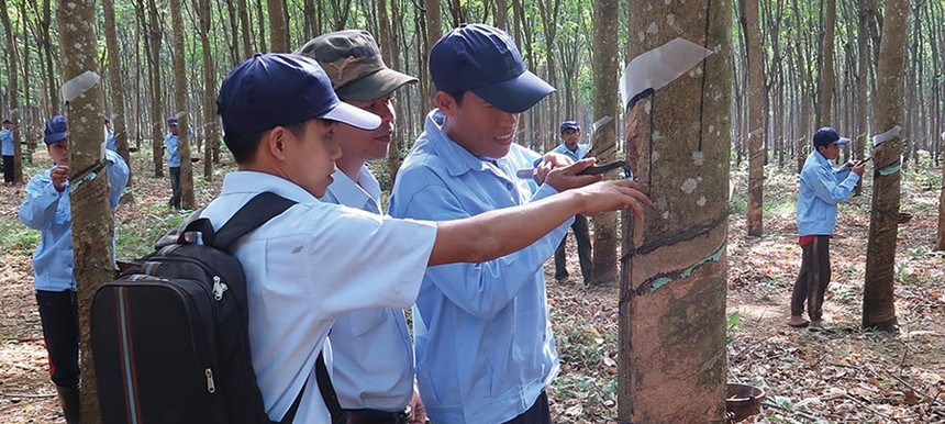 Diện tích vườn cao su khai thác được của DRI đạt 94% tổng diện tích rừng trồng