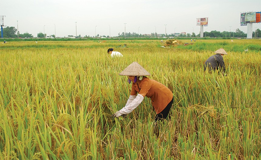 Tái triển khai bảo hiểm nông nghiệp: Chờ… nghiên cứu thêm