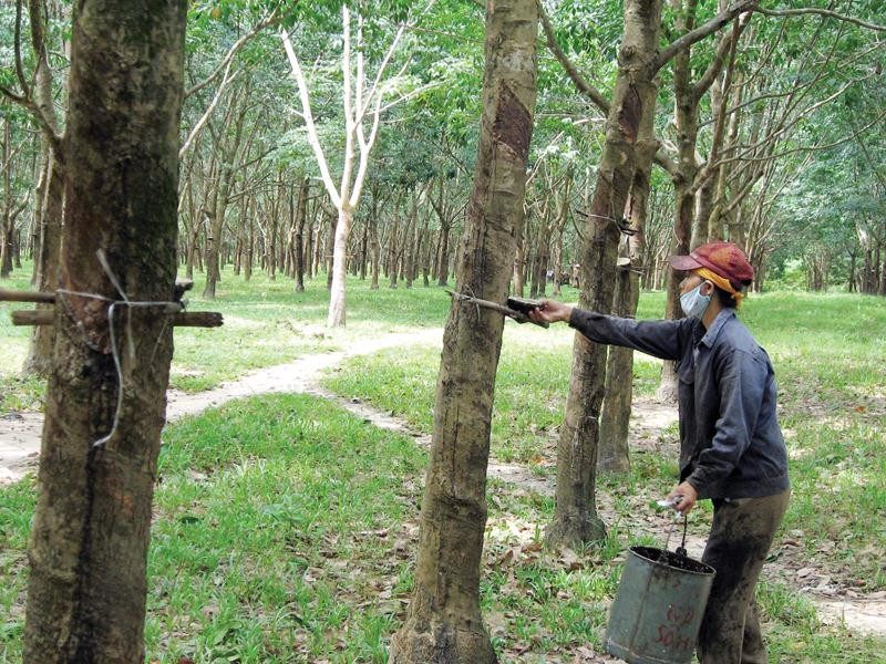 Cao su là một mặt hàng xuất khẩu quan trọng của Việt Nam sang thị trường Trung Quốc. Ảnh: Đ.T