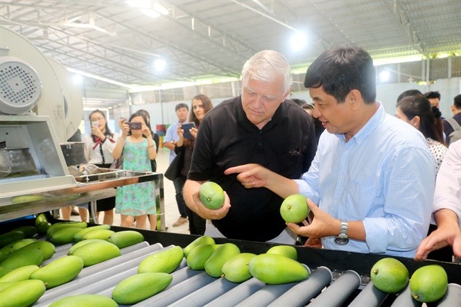 Xoài Việt Nam phải cạnh tranh khốc liệt với xoài của 6 quốc gia gồm: Mexico, Peru, Guatemala, Brazil, Haiti, Ecuado trên đất Mỹ.