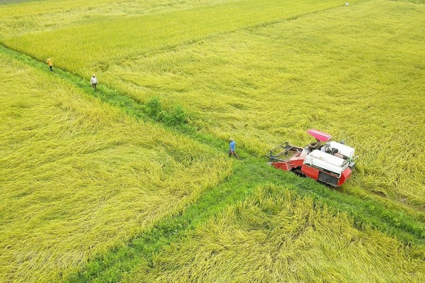 Bộ Tài chính kiến nghị vẫn xuất gạo nếp, gạo đồ, gạo thơm bình thường, nhưng tạm dừng xuất gạo tẻ đến hết ngày 15/6/2020 để đảm bảo mua đủ lượng dự trữ quốc gia năm 2020.