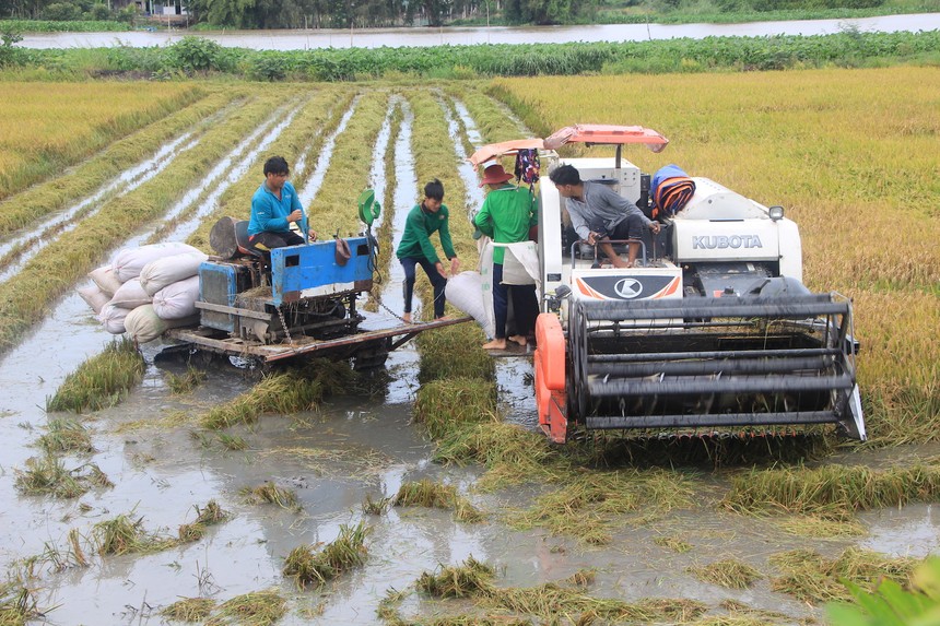 Nông dân tỉnh An Giang thu hoạch lúa (Ảnh minh hoạ: HP).