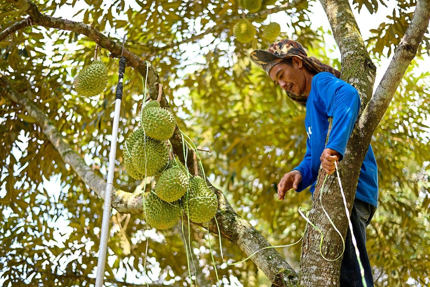 Sầu riêng Đạ Huoai: Những ông Mặt Trời thơm