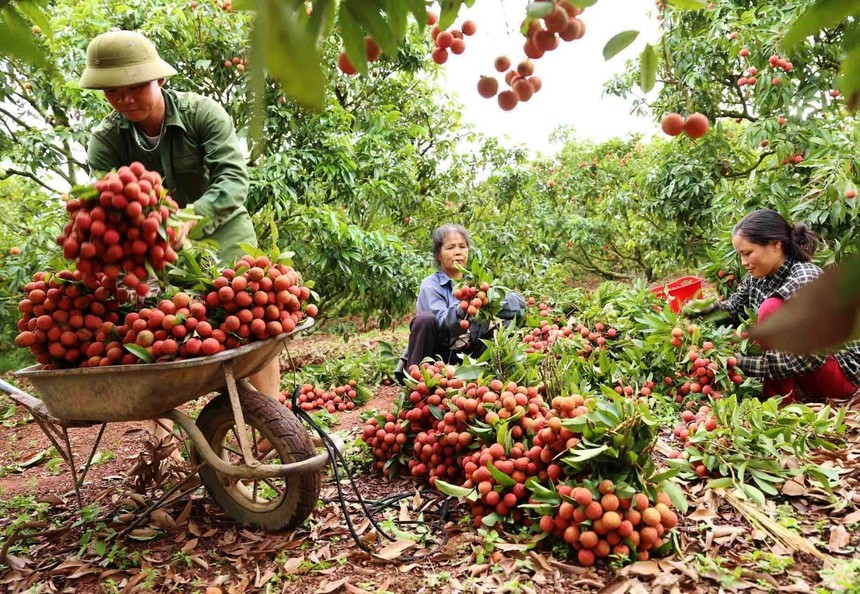 Hoạt động xúc tiến thương mại cho trái vải tươi đang diễn ra liên tục để tăng sản lượng xuất khẩu sang các thị trường khó tính như Australia, Mỹ, Nhật Bản