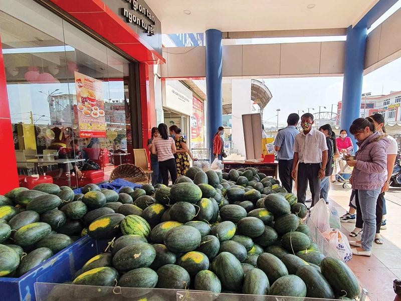 Bị áp thuế, hàng loạt doanh nghiệp giống nông nghiệp kêu cứu: VSTA quyết liệt phản biện hải quan