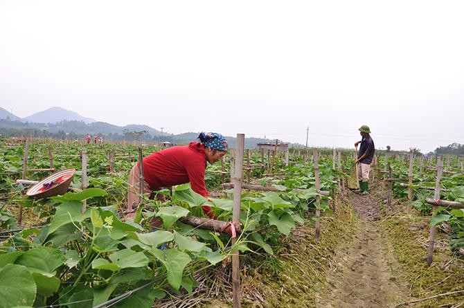 Các hợp tác xã đang phát huy tốt vai trò phát triển kinh tế địa phương.