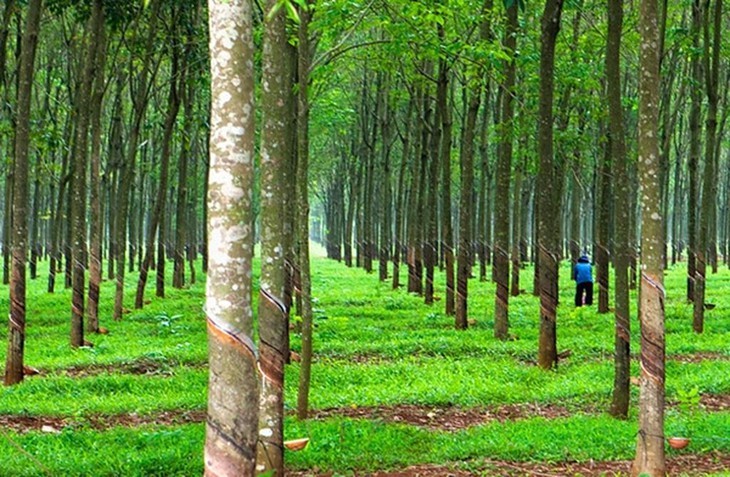 Đăk Nông: 9x đem bán 3 vườn cao su của người khác lĩnh án 3 năm 6 tháng tù