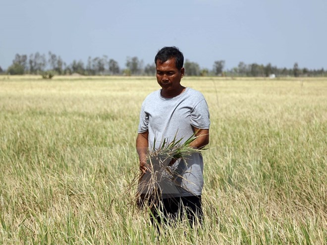 Cánh đồng lúa mất trắng ở Bạc Liêu do hạn hán và xâm nhập mặn. (Ảnh: Nguyễn Thanh Liêm/TTXVN)