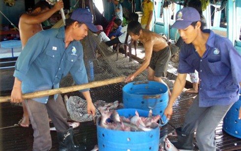 Giá cá tra tăng cao, người dân phấn khởi.