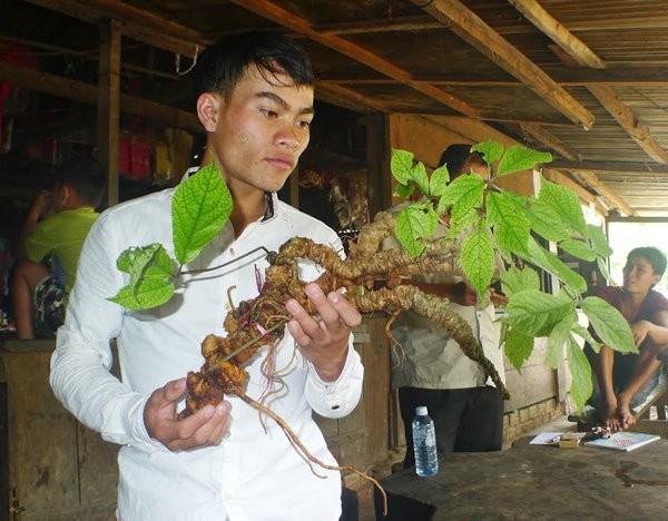 Một củ sâm Ngọc Linh tự nhiên tìm thấy trên núi Ngọc Linh tháng 7 vừa qua được một đại gia ở Sài Gòn mua với giá hơn 200 triệu đồng.