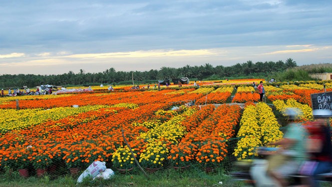 Năm nay, hoa Cái Mơn tung ra thị trường khoảng 9 triệu sản phẩm hoa, giảm khoảng 3 triệu sản phẩm so với năm trước nhưng giá bán tăng nên nhà vườn rất phấn khởi,Ảnh: Mậu Trường